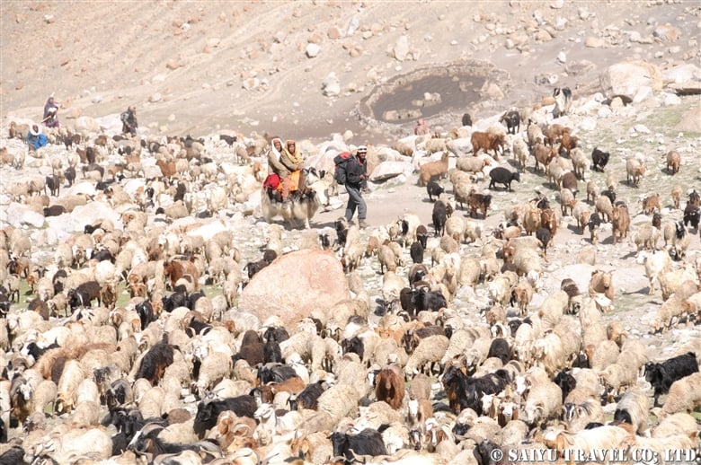 Shimshal Pamir シムシャール・パミール　ある夏のクッチ